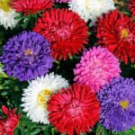 Aster Kasımpatı ( Krizantem ) Karışık Renkli - 20 Tohum
