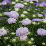 Aster Kasımpatı ( Krizantem ) Lavanta Renkli - 20 Tohum