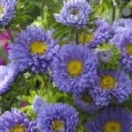 Kasımpatı Çiçeği Tohumu ( Uzun boylu, Kesimlik ) Mavi Renkli - 5 Tohum