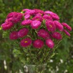 Kasımpatı Çiçeği Tohumu ( Uzun boylu, Kesimlik ) Gül Renkli - 5 Tohum