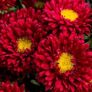 Kasımpatı çiçeği tohumu uzun boylu kesimlik