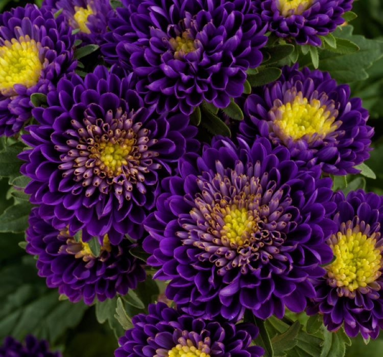 Kasımpatı Çiçeği Tohumu ( Uzun boylu, Kesimlik ) Mor Renkli – Özellikleri ve Pratik Bakım Rehberi Kasımpatı çiçeği tohumu bakımı