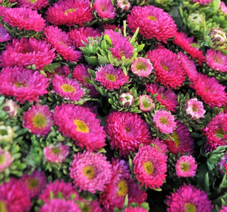 Kasımpatı Çiçeği Tohumu ( Uzun boylu, Kesimlik ) Pembe Renkli – Özellikleri ve Pratik Bakım Rehberi