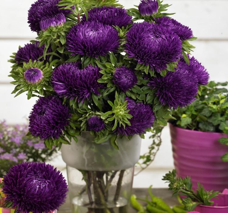 Aster Kasımpatı ( Krizantem ) Mor Renkli – Özellikleri ve Pratik Bakım Rehberi