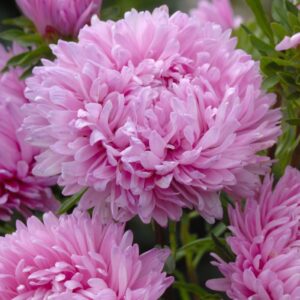 Aster Kasımpatı ( Krizantem ) Pembe Renkli - 20 Tohum