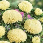 Aster Kasımpatı ( Krizantem ) Sarı Renkli - 20 Tohum