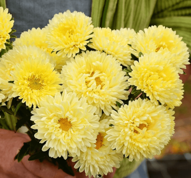 Aster kasımpatı tohum ekimi ve bakımı - 2