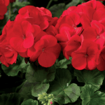 Sardunya Tohumu ( Büyük Top Çiçekli ) Kırmızı Renkli - 5 Tohum