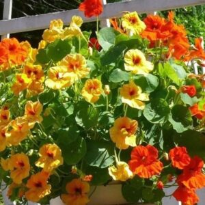 LATİN ÇİÇEĞİ ( ÇOKLU TOHUM ) - 20 Tohum - KARIŞIK Renk