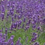Lavanta Tohumu ( Kalıcı Keskin Kokulu ) Mavi Renkli - 5 Tohum