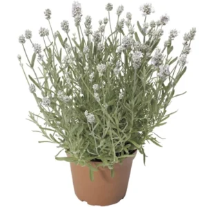 Lavanta İngiliz Beyaz Renk - Saksılık 10 Tohum