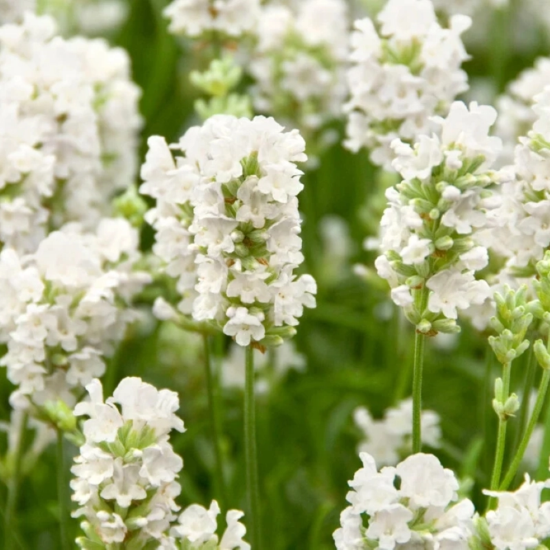 Lavanta İngiliz Beyaz Renk - Saksılık 10 Tohum