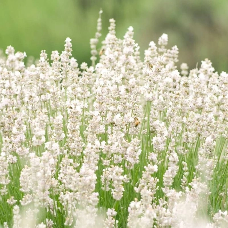 Lavanta İngiliz Beyaz Renk - Saksılık 10 Tohum