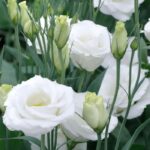 Lisianthus Tohumu ( Lale Gül ) İri Çiçek Serisi - BEYAZ ( 5 Tohum )