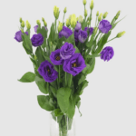 Lisianthus Tohumu ( Lale Gül ) İri Çiçek Serisi - MOR ( 5 Tohum )