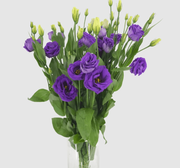 Lisianthus Tohumu ( Lale Gül ) İri Çiçek Serisi – Tohum ekimi, Bakımı ve Faydaları Lisianthus Tohumu İri Çiçek Serisi