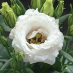 Lisianthus ( Lale Gül ) Julyet Serisi - BEYAZ ( 5 Tohum )