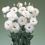 Lisianthus ( Lale Gül ) BÜYÜ Serisi - BEYAZ ( 5 Tohum )