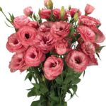 Lisianthus ( Lale Gül ) Advantage Serisi - GÜL RENGİ ( 5 Tohum )