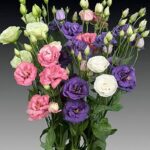 Lisianthus ( Lale Gül ) Advantage Serisi - KARIŞIK ( 5 Tohum )