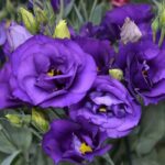 Lisianthus ( Lale Gül ) BÜYÜ Serisi - KOYU MAVİ ( 5 Tohum )