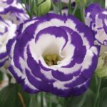 Lisianthus ( Lale Gül ) Gelin Buketi Serisi - MAVİ NOKTA ( 5 Tohum )