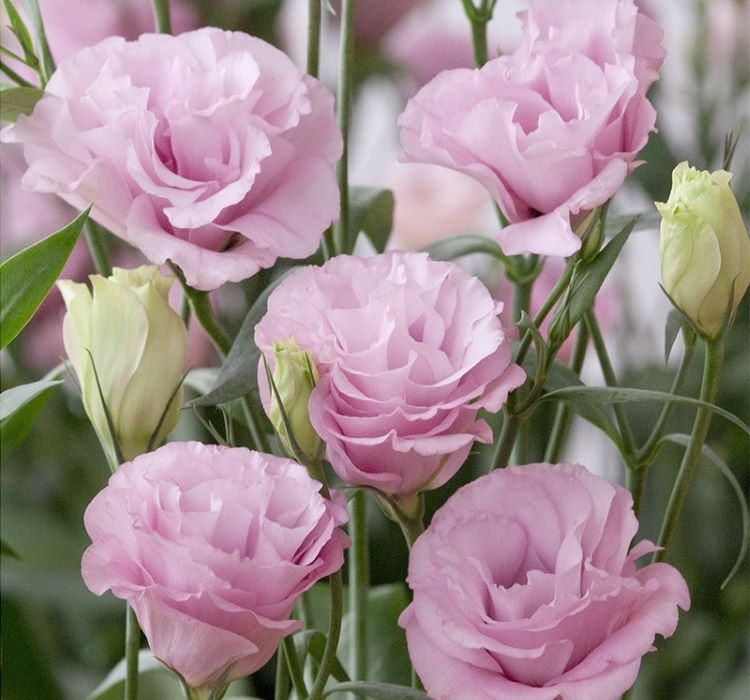 Lisianthus ( Lale Gül ) Advantage Serisi – Yetiştirme, Bakım ve Sulama İpuçları Lisianthus pembe tohum bakımı