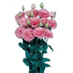 Lisianthus Çiçeği Tohumu ( Katmerli, Bodur ) Pembe Renkli - 5 Tohum