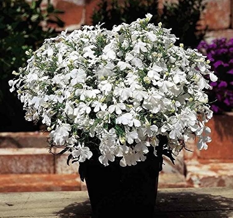 Lobelya Tohumu ( Çok çiçekli ) – Tohum ekimi, Bakımı ve Faydaları