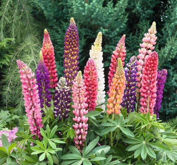 LUPİN ÇİÇEĞİ ( ÇOKLU TOHUM ) – Yetiştirme, Bakım ve Sulama İpuçları