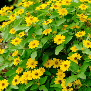 Madalyon Çiçeği Tohumu ( Büyük Geniş Bitki ) Sarı Renkli - 10 Tohum
