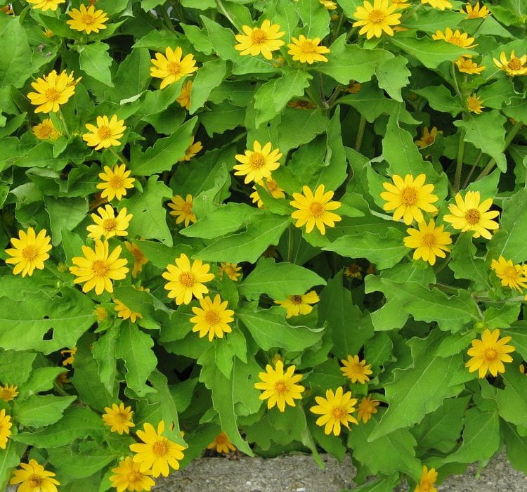 Madalyon Çiçeği Tohumu ( Çok çiçeklenen ) Sarı Renkli – Yetiştirme, Bakım ve Sulama İpuçları