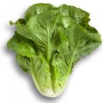 MARUL YEDİKULE  ( ÇOKLU TOHUM ) - 5 Gram