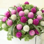 Medine Düğmesi Tohumu ( İri Çiçekli ) Karışık Renkli - 20 Tohum