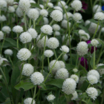 Medine Düğmesi Tohumu ( İri Çok Çiçekli ) Beyaz Renkli - 30 Tohum