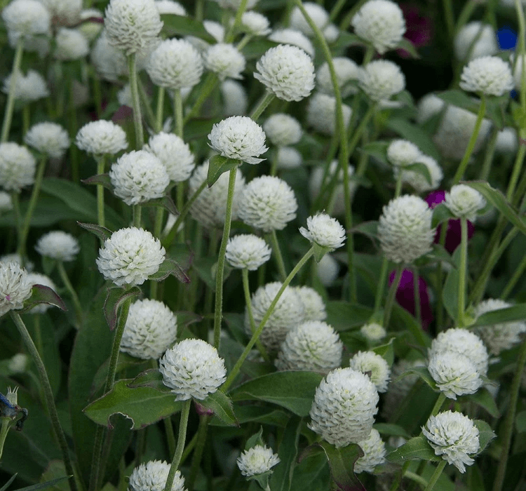 Medine Düğmesi Tohumu ( İri Çok Çiçekli ) Beyaz Renkli – Tohum ekimi, Bakımı ve Faydaları