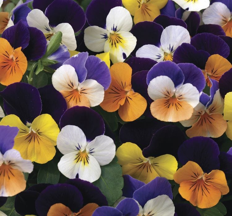 Menekşe çiçeği tohumu ekimi ve bakımı