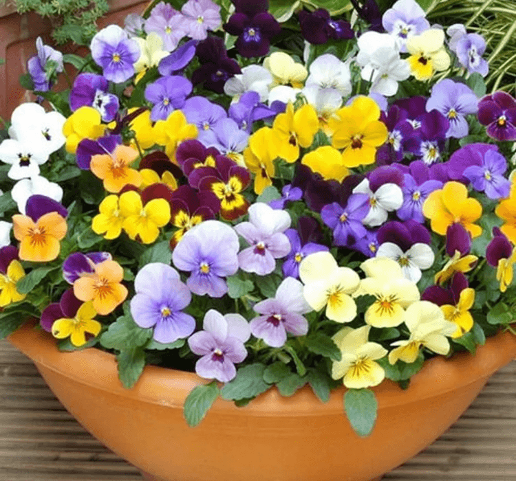 Menekşe çiçeği tohumu ekimi ve bakımı - 1