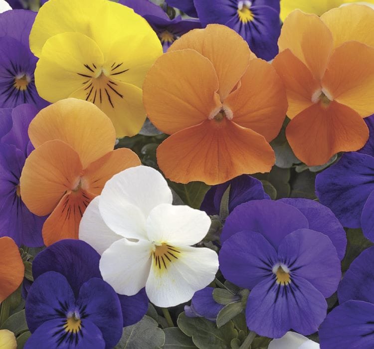 Menekşe çiçeği tohumu ekimi ve bakımı - 2