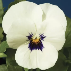 Menekşe Peri Kanadı Beyaz Renk - Saksılık 10 Tohum