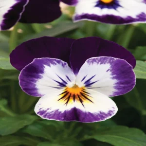 Menekşe Peri Kanadı Yüz Renk - Saksılık 10 Tohum