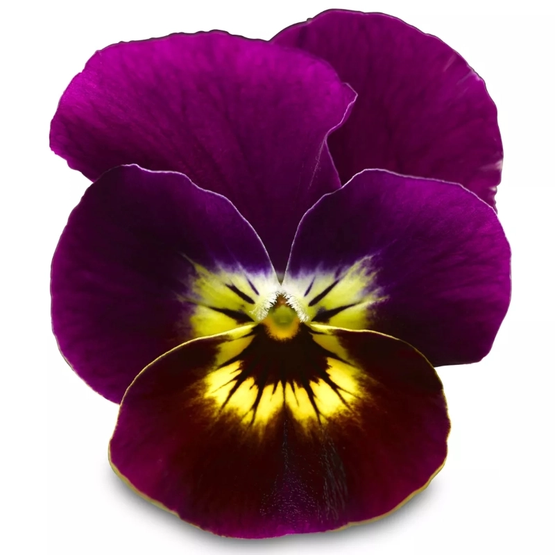 Menekşe Peri Kanadı Sarı Mavi Renk – Tohum ekimi, Bakımı ve Faydaları Menekşe peri kanadı tohumları