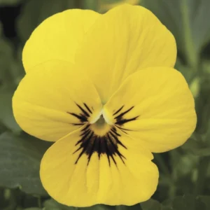 Menekşe Peri Kanadı Sarı Renk - Saksılık 10 Tohum