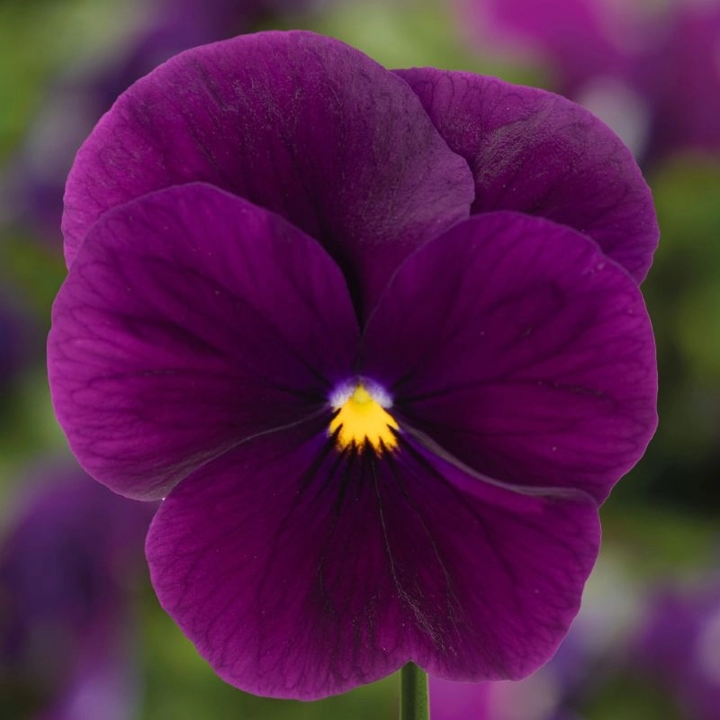 Menekşe Peri Kanadı Viyolet Renk – Tohum ekimi, Bakımı ve Faydaları