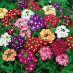 MİNE ÇİÇEĞİ ( ÇOKLU TOHUM ) - 75 Tohum - KARIŞIK Renk