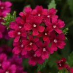 Mine Çiçeği ( Sarkan Çok Dallanan ) Bordo Renkli - 10 Tohum