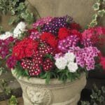 Mine Çiçeği ( Sarkan Çok Dallanan ) Karışık Renkli - 10 Tohum