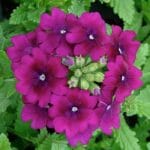 Mine Çiçeği ( Sarkan Çok Dallanan ) Mor Renkli - 10 Tohum