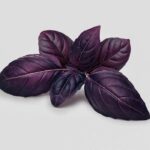 REYHAN MOR  ( ÇOKLU TOHUM ) - 5 Gram