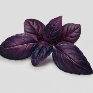 Reyhan Mor tohumu ekimi ve bakımı